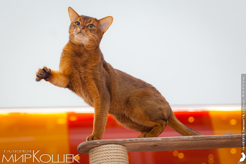 Красавчик - абиссинский кот дикого окраса