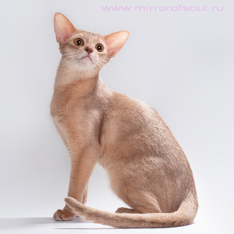 Абиссинская кошка фавн - Сметанка