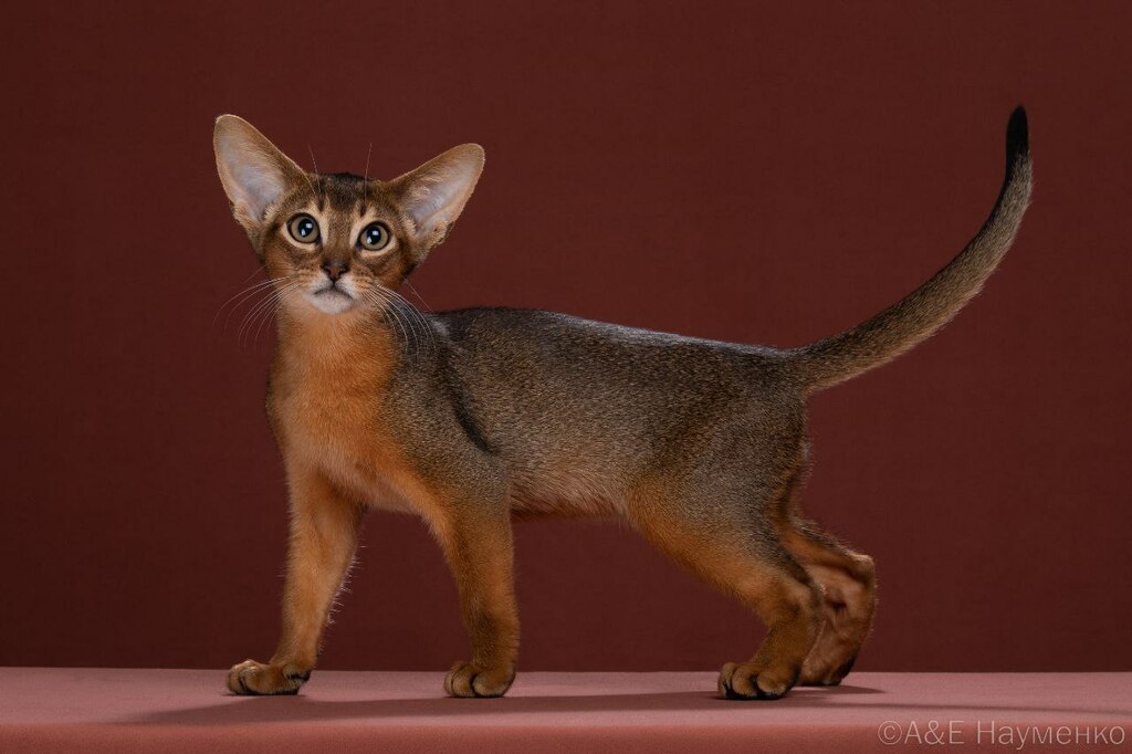 абиссинский котенок 