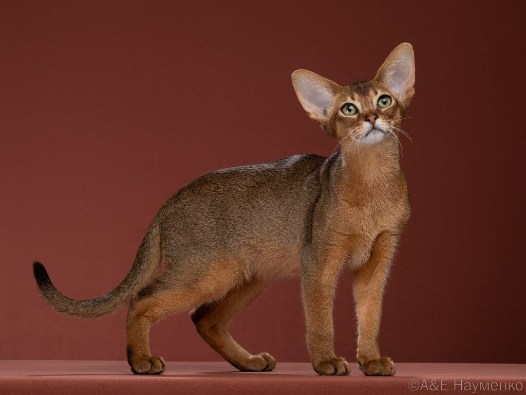 абиссинский кот  