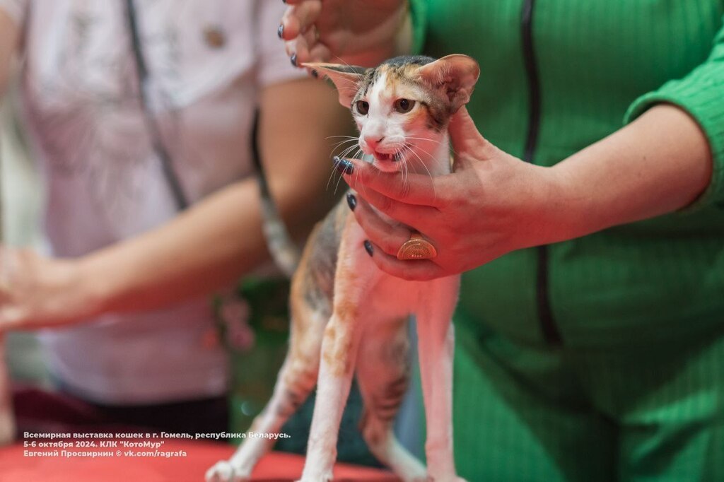 Ориентальная кошка