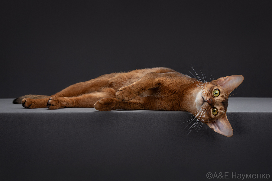 абиссинская кошка