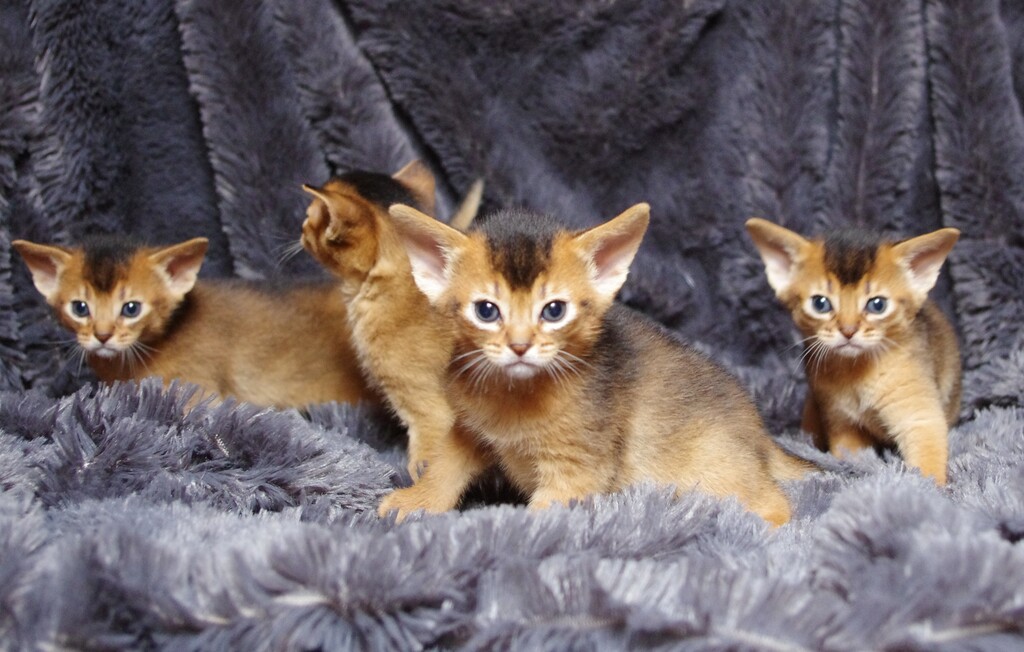 абиссинские котята