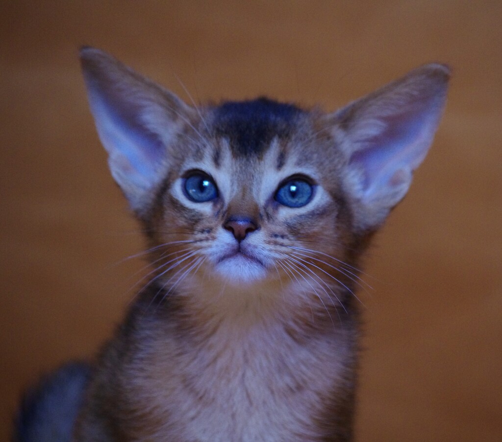 абиссинский котенок