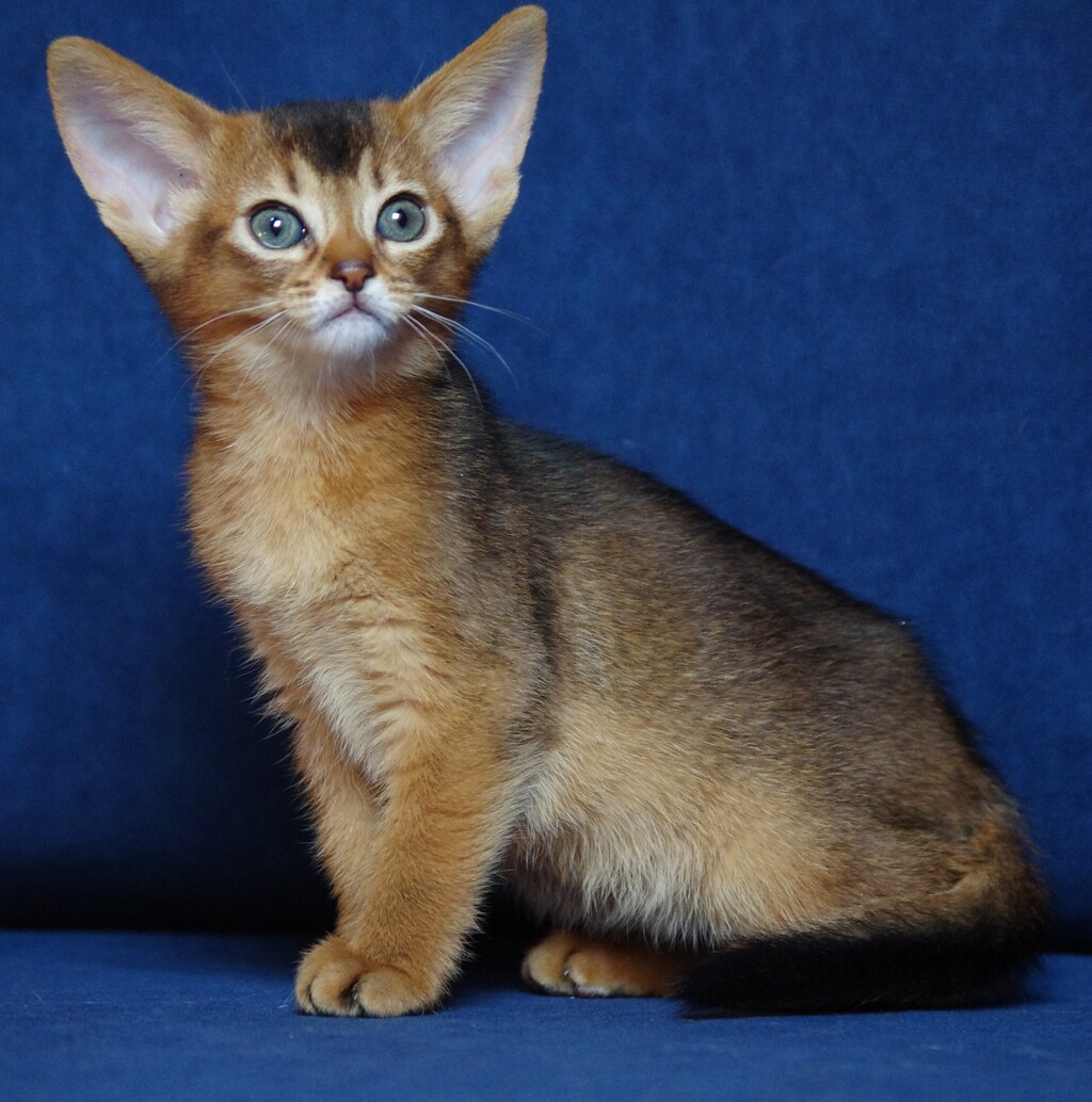 абиссинский котенок