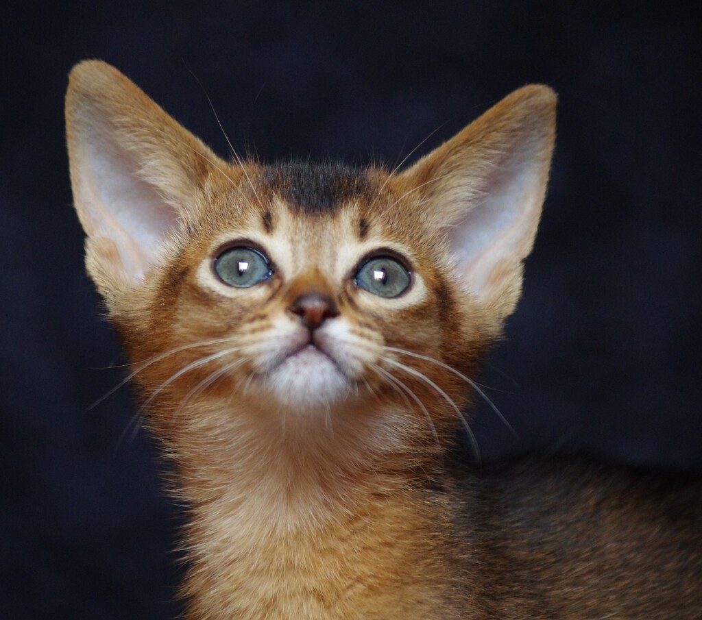 абиссинский котенок