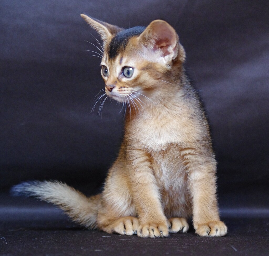 абиссинский котенок
