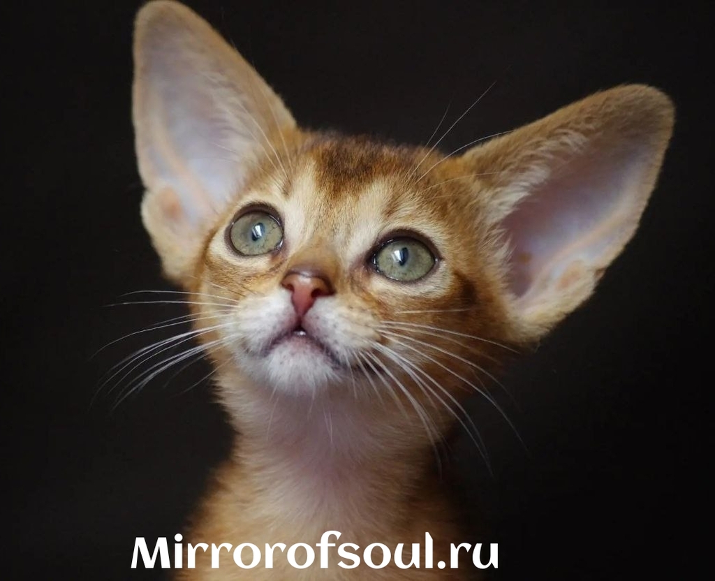 абиссинские котята