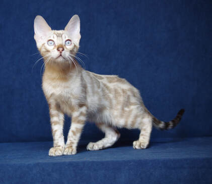 котенок снежный  бенгал