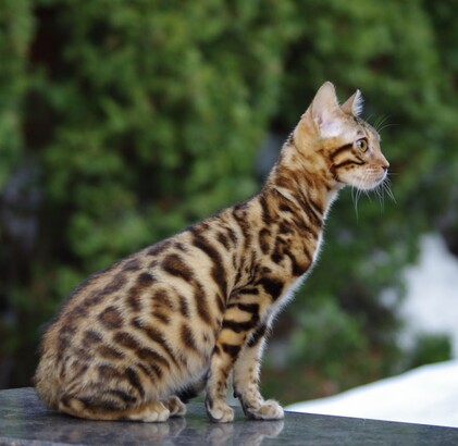 котенко бенгал