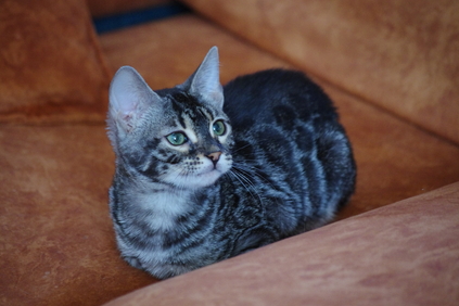 котята бенгал