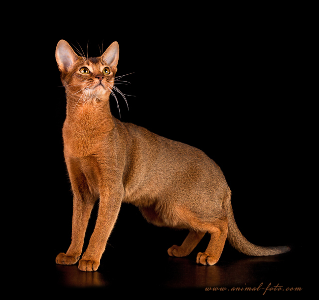 абиссинская кошка Даша