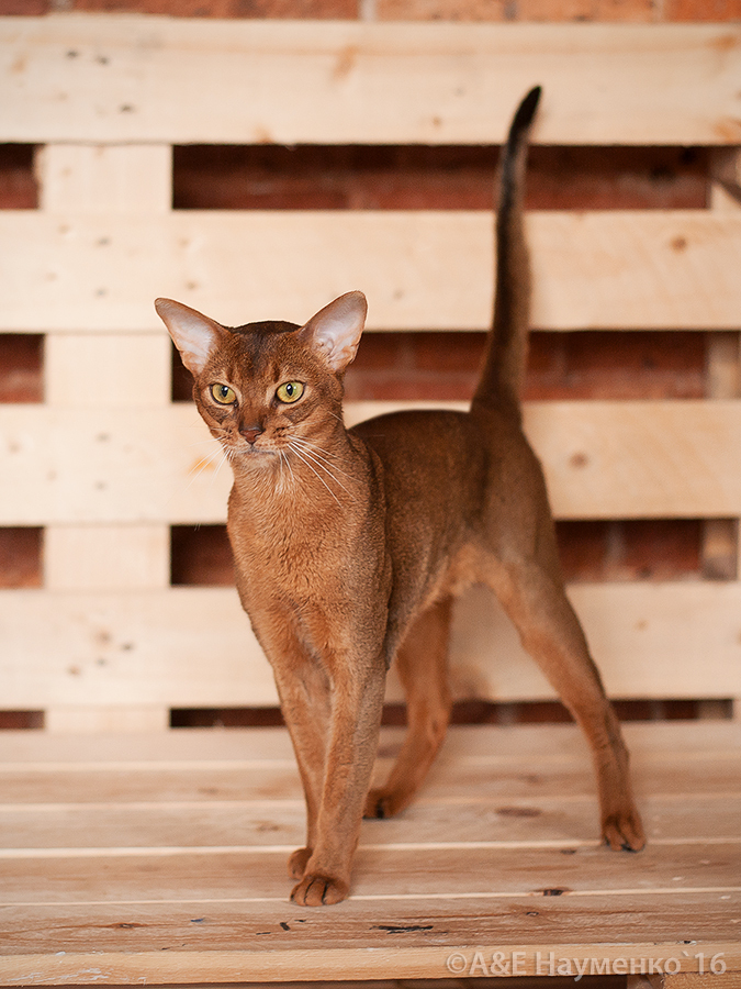 абиссинский кот Морковкин