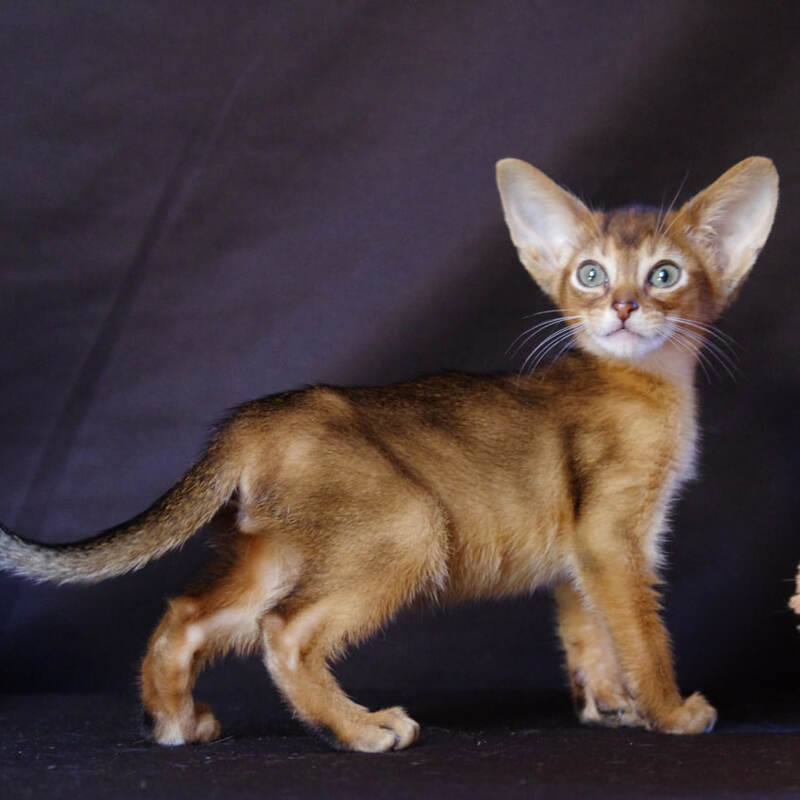 Абиссинские котята