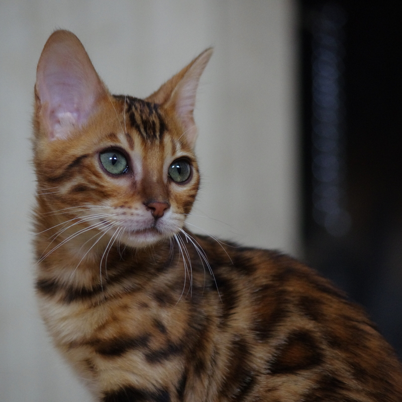 Бенгальская кошка