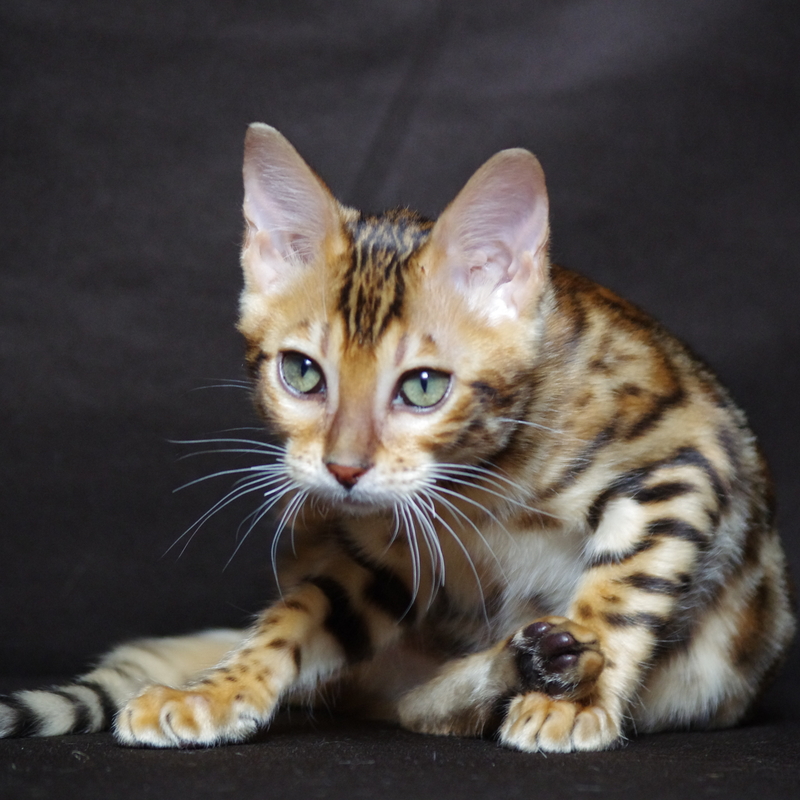 Бенгальская кошка