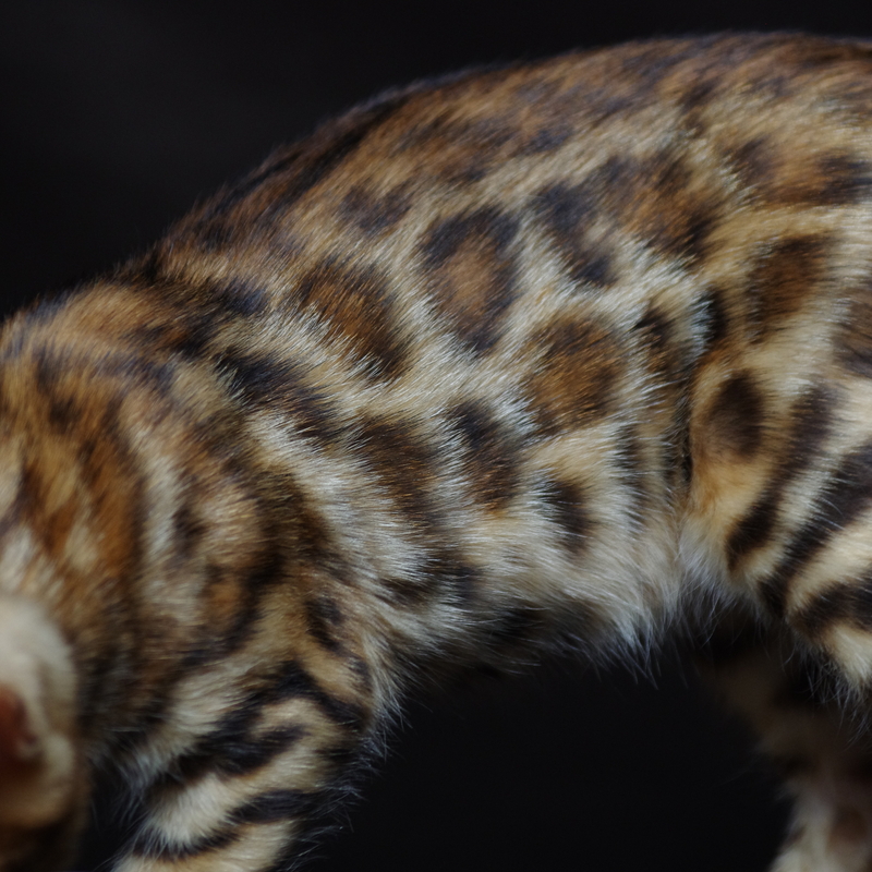 Бенгальская кошка