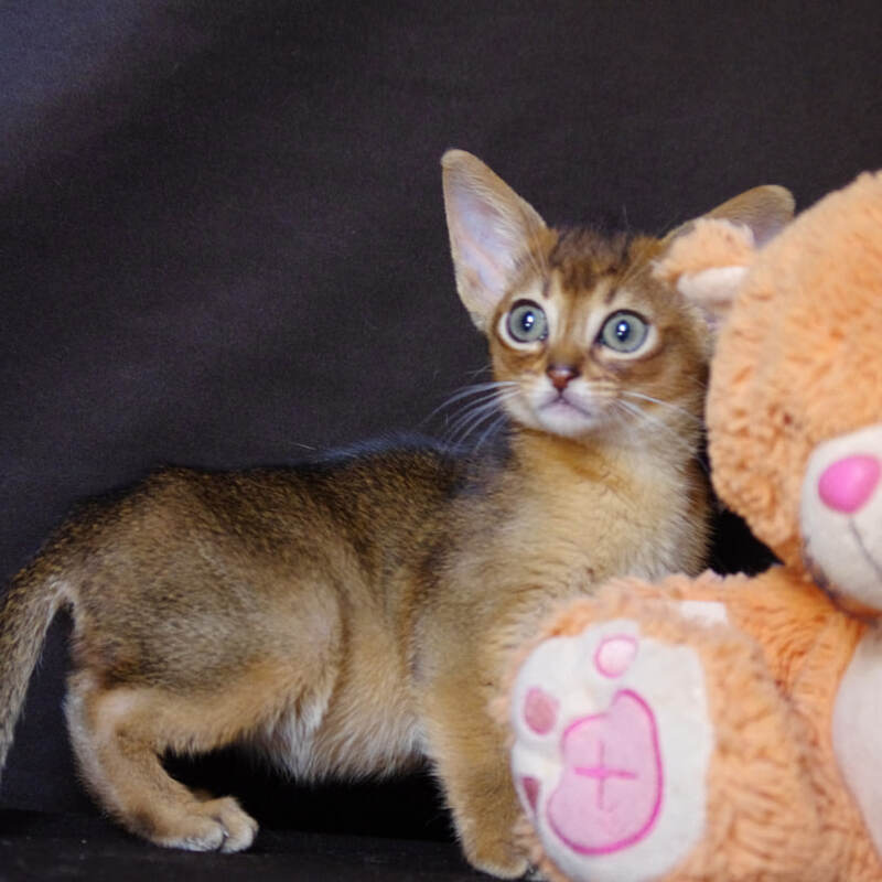 Абиссинские котята