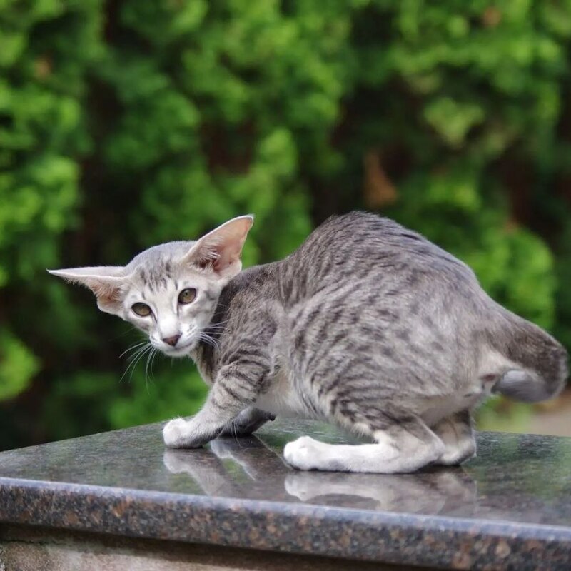 Котята ориентал