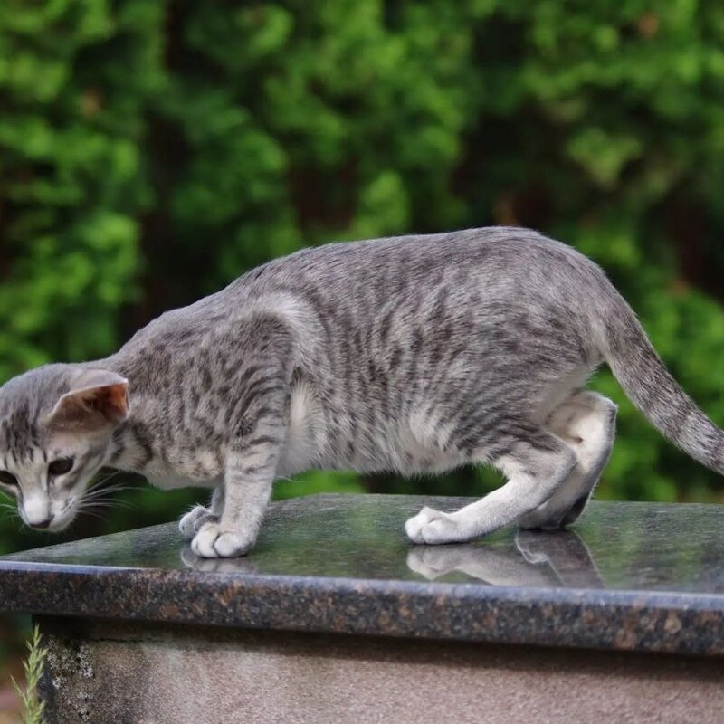 Ориентальный котенок