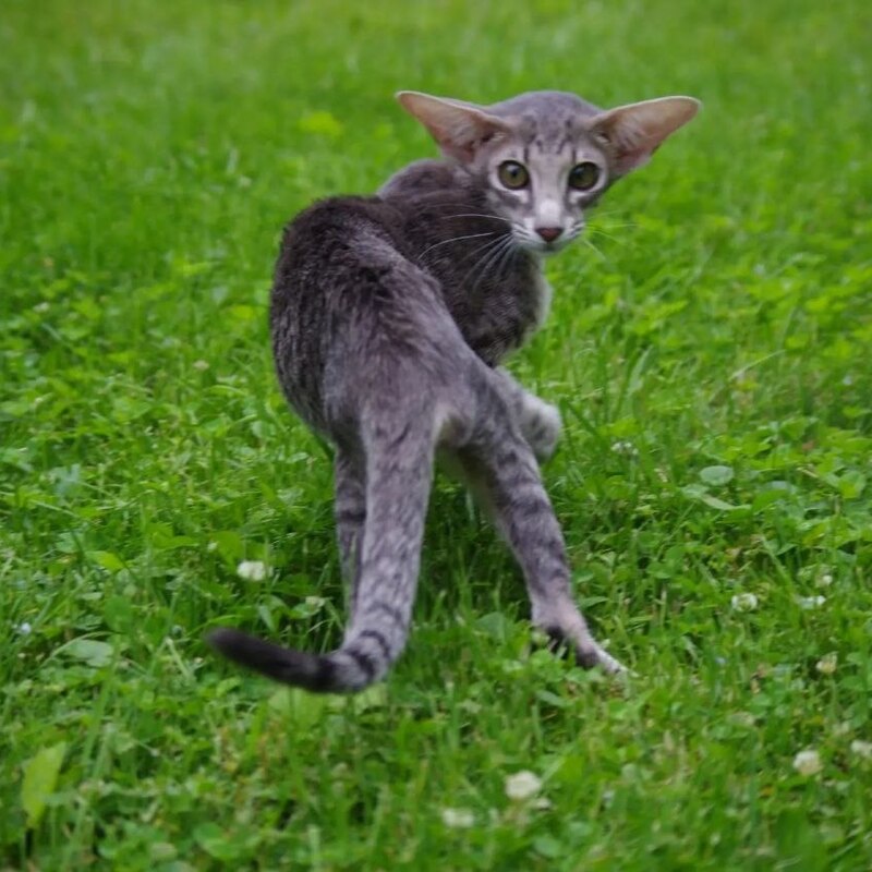 Котята ориентал