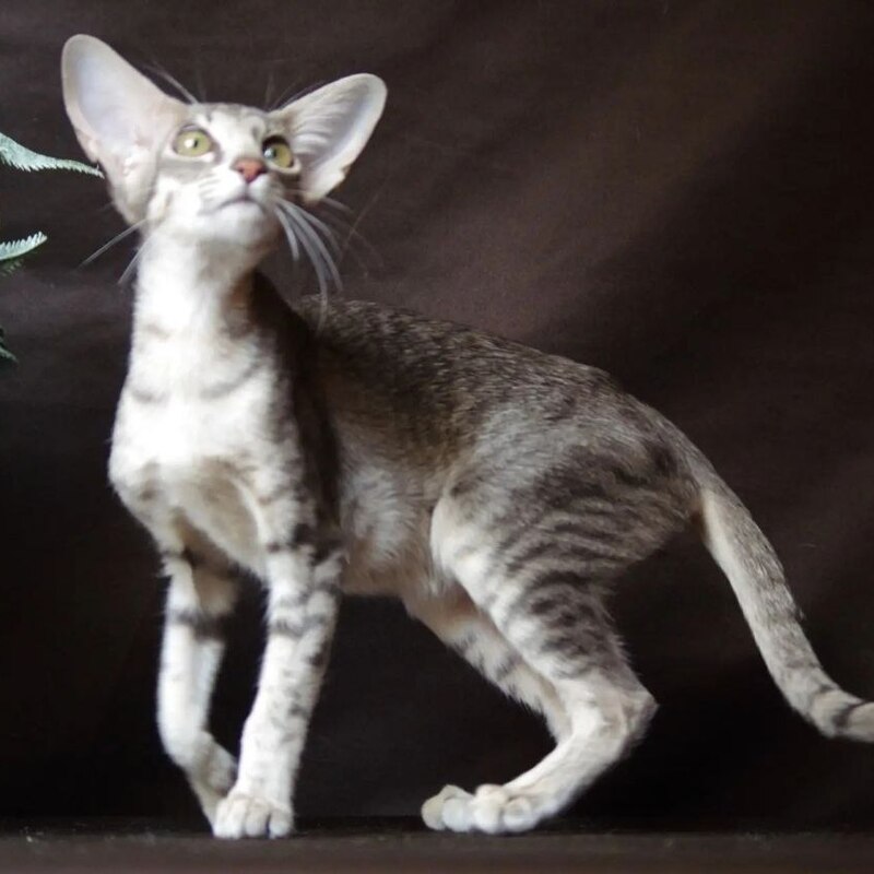 Ориентальный котенок