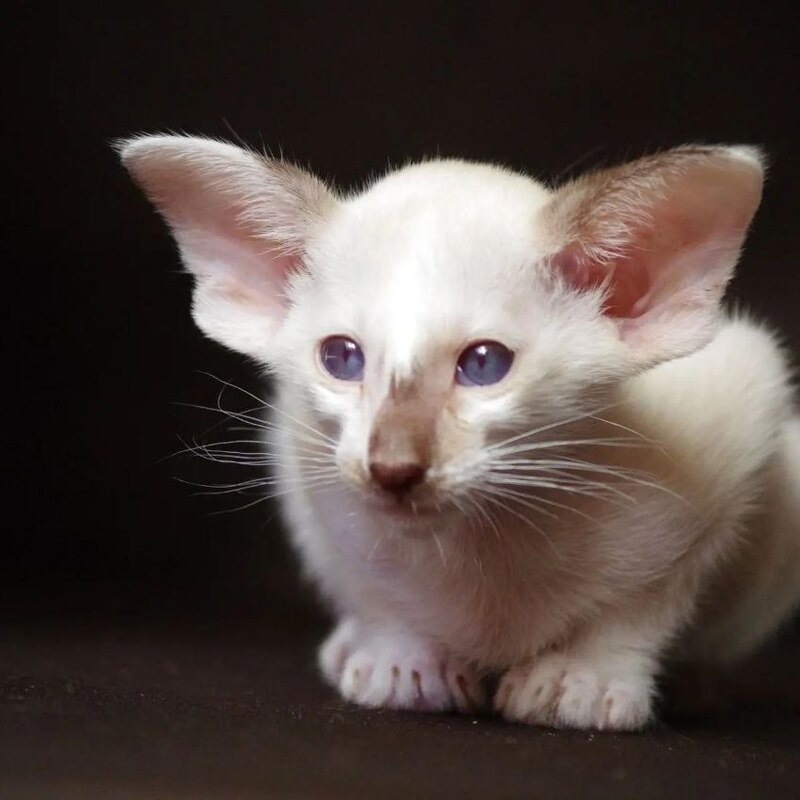 сейшела котенок