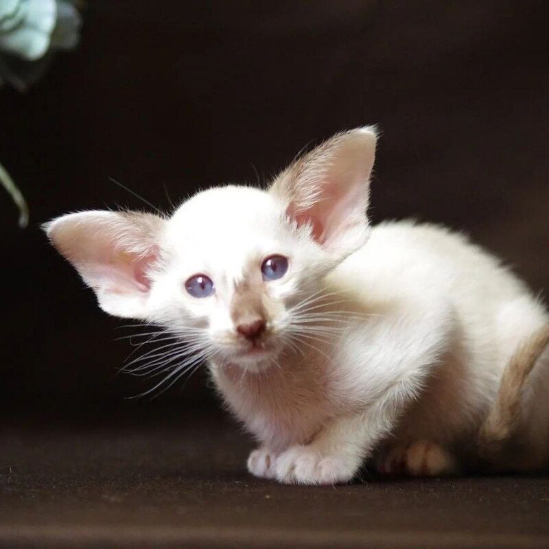 ориенталы котята