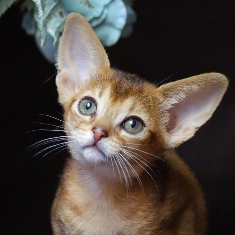 Абиссинские котята