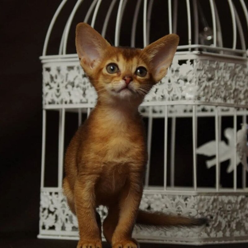 Абиссинские котята