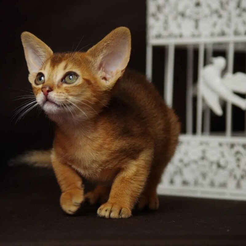 Абиссинские котята