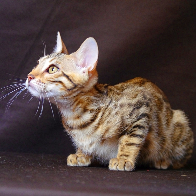 Бенгальская кошка