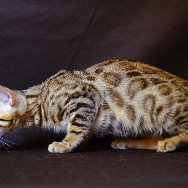 Бенгальская кошка