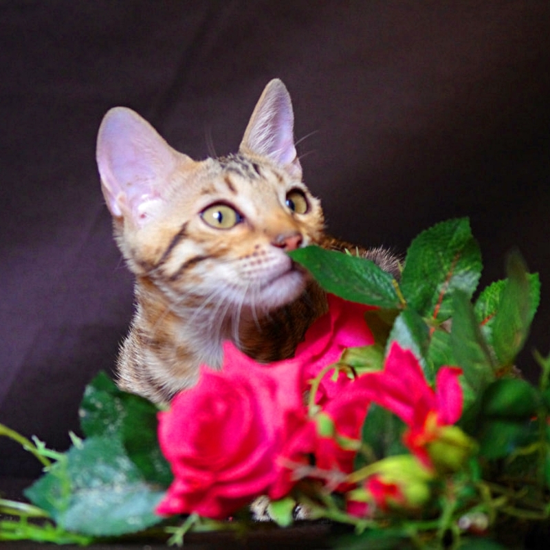 Бенгальская кошка