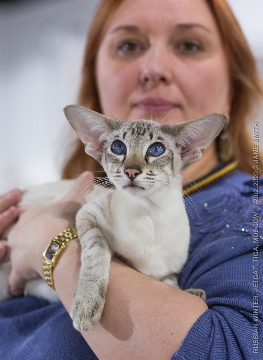 сиамский кот Петруша