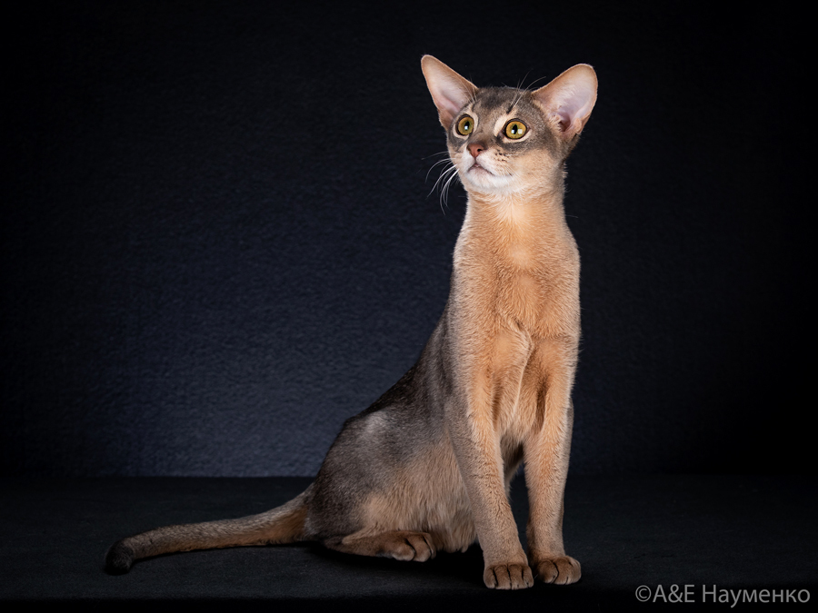 Голубой абиссинский кот