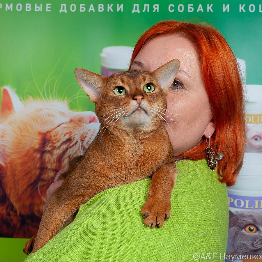 Красавчик абиссинский кот
