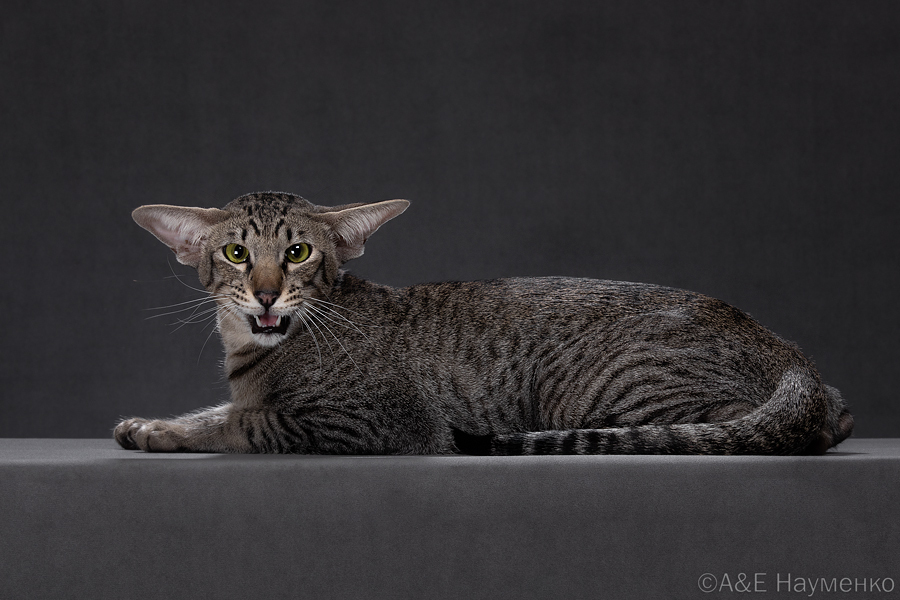 Лёва - ориентал