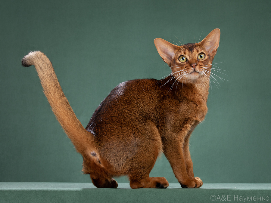 Абиссинская кошка 